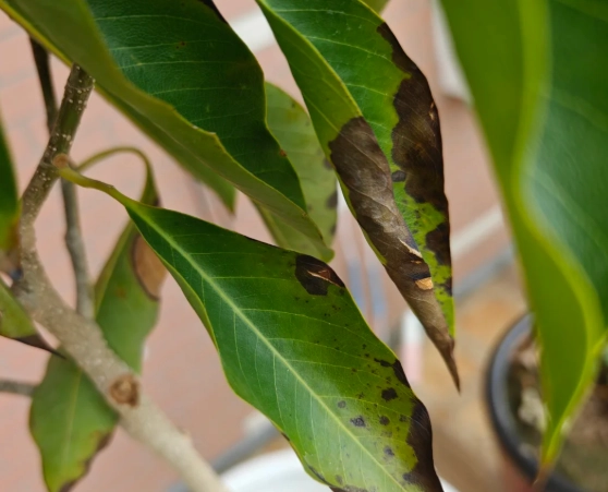 植物葉子變黑處理