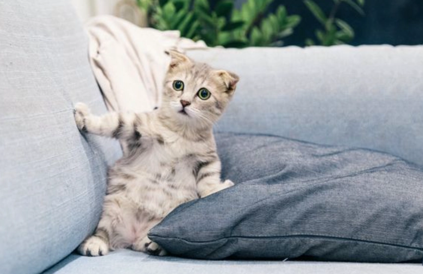 貓咪樟腦中毒預防