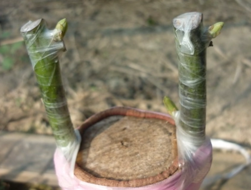 酪梨嫁接時機 酪梨嫁接時機