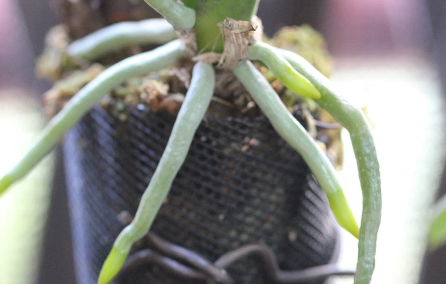 蘭花根系暴露 蘭花根系暴露