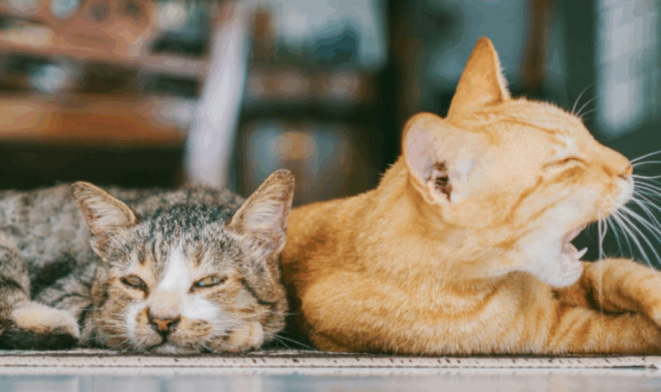 貓咪夏季食慾不振 貓咪夏季食慾不振