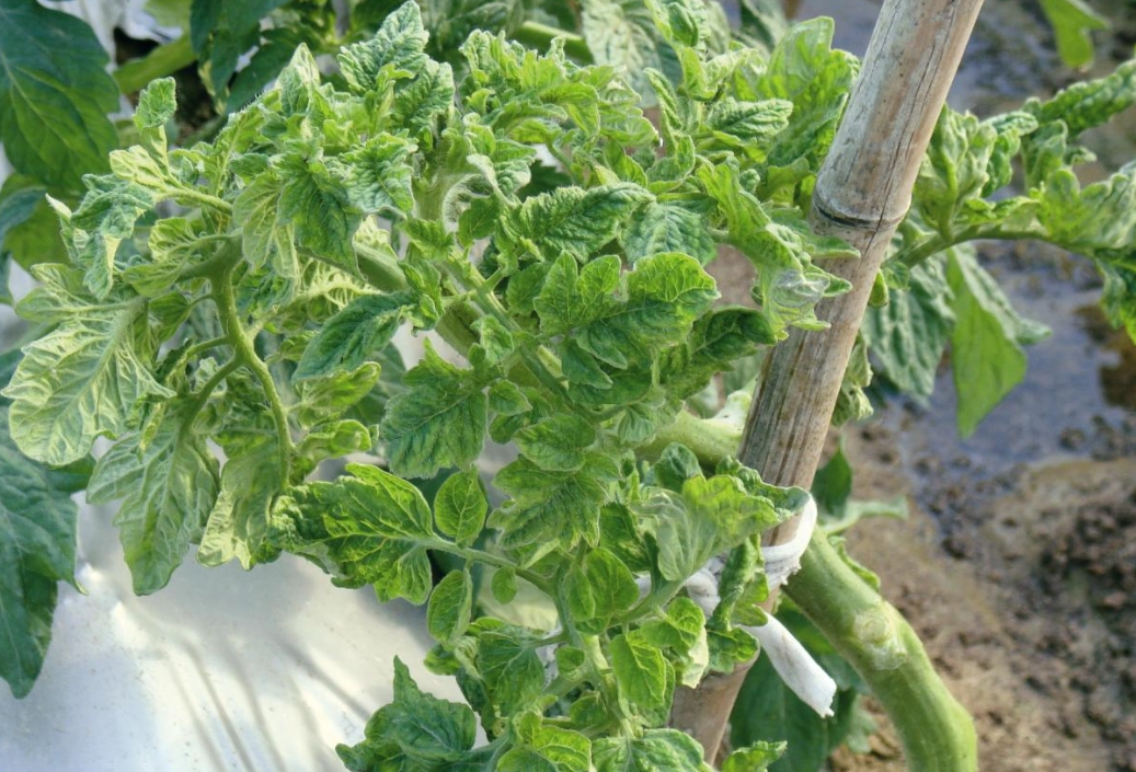 有機番茄病蟲害 有機番茄病蟲害