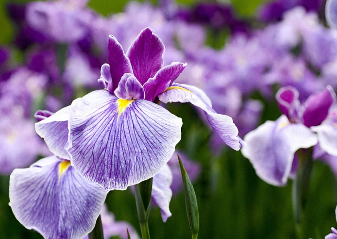 國花象徵意義 國花象徵意義