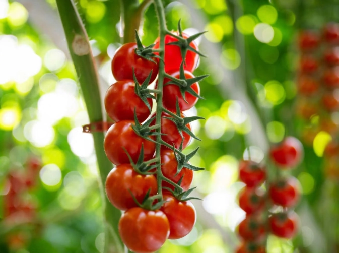 陽台種番茄 陽台種番茄