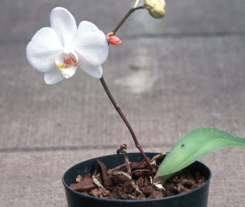 樹皮介質養護 樹皮介質養護