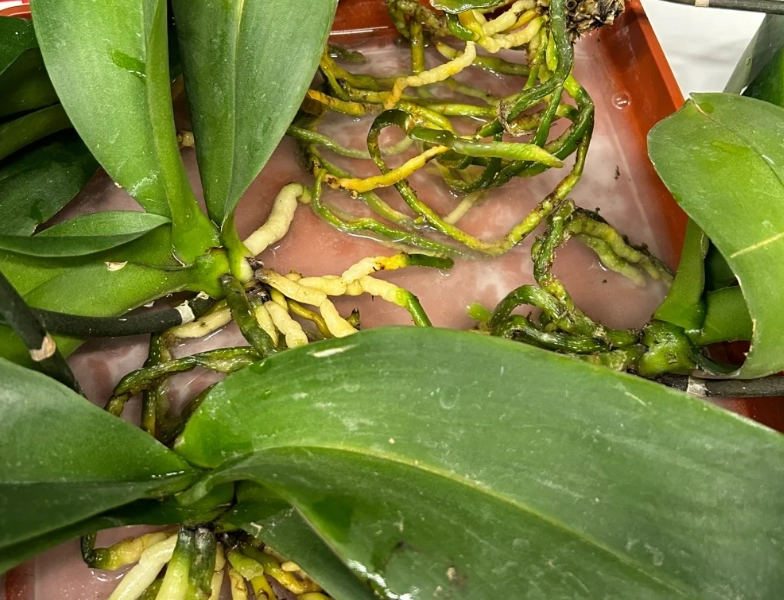 蘭花根部處理 蘭花根部處理