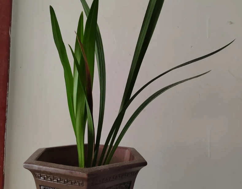 蘭花不開花怎麼辦