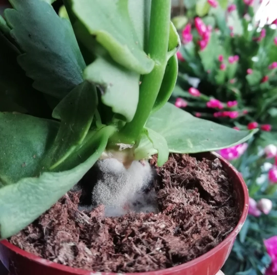 植物發霉處理方法