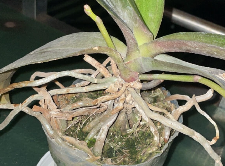 蘭花根系暴露 蘭花根系暴露