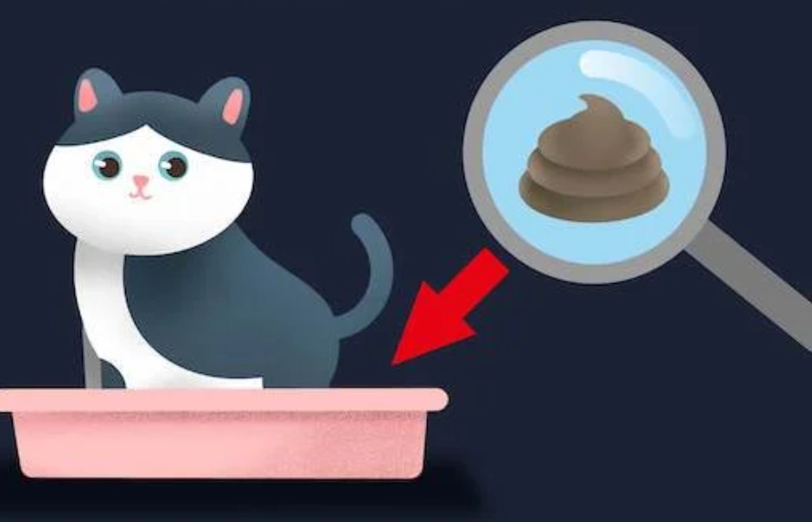 貓健康檢查 貓健康檢查