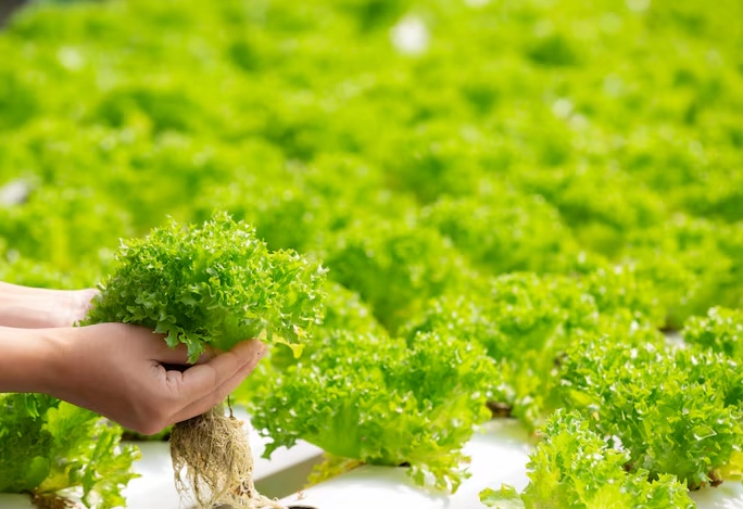 DIY水耕系統 DIY水耕系統