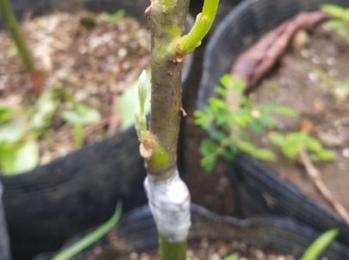 酪梨嫁接季節 酪梨嫁接季節