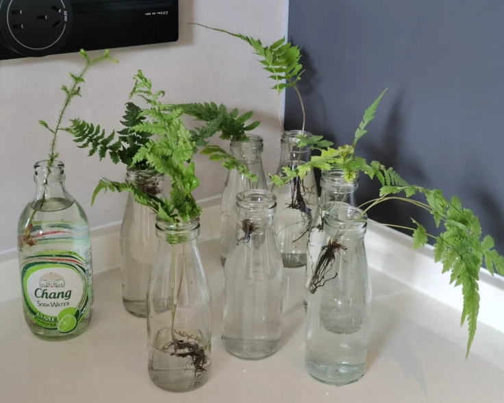 水培狼尾蕨方法