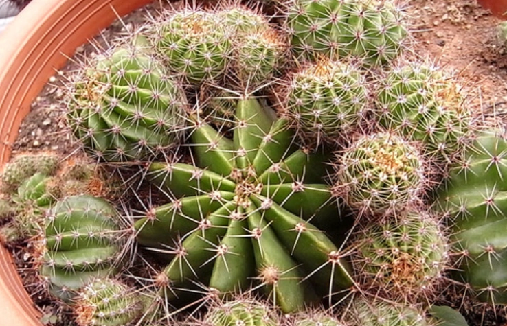 側芽繁殖技巧 側芽繁殖技巧