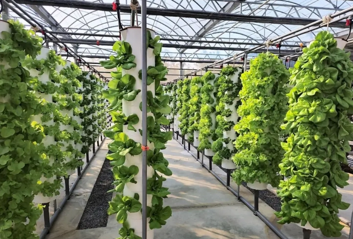 水耕栽培技巧 水耕栽培技巧