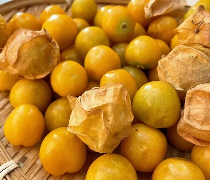 燈籠果種植技巧 燈籠果種植技巧