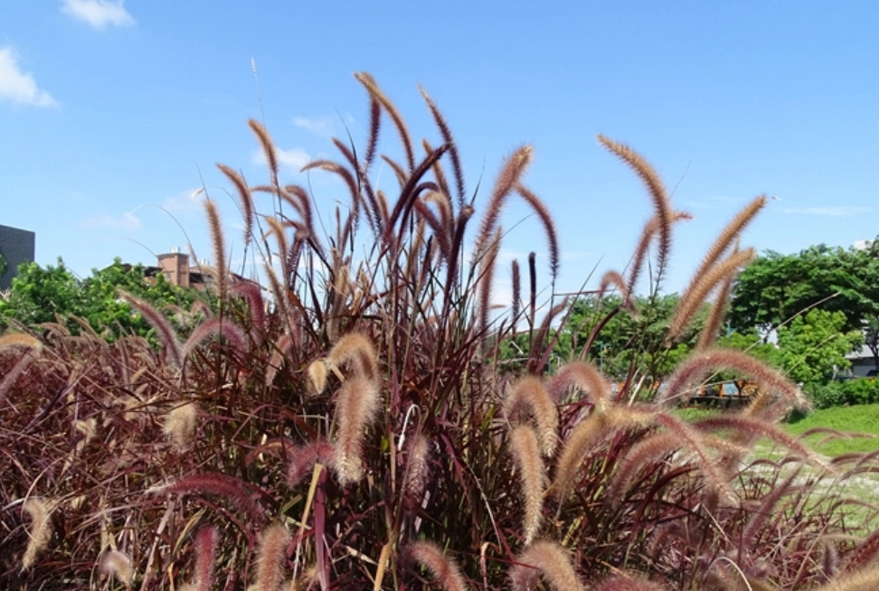 台灣禾本科圖鑑