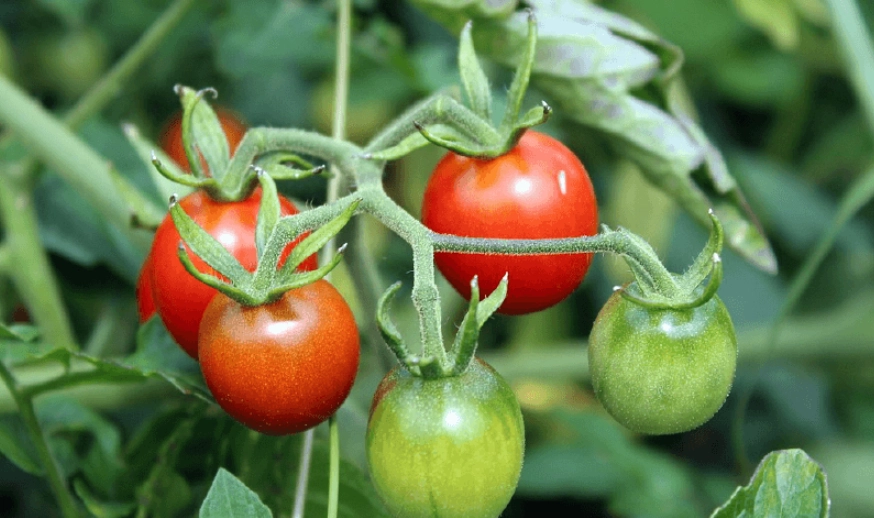 番茄植株過高 番茄植株過高