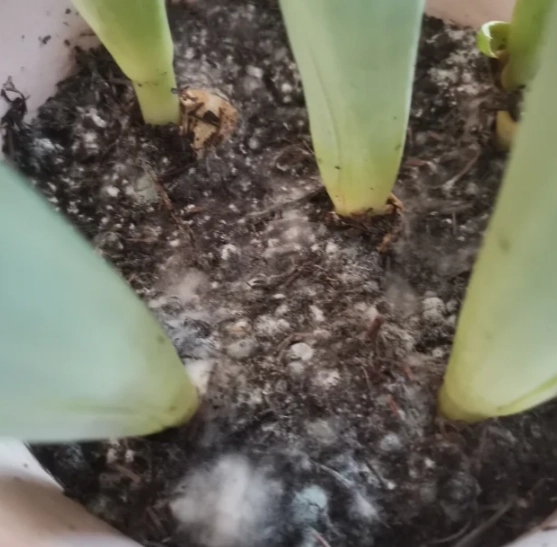 酒精除霉方法 酒精除霉方法