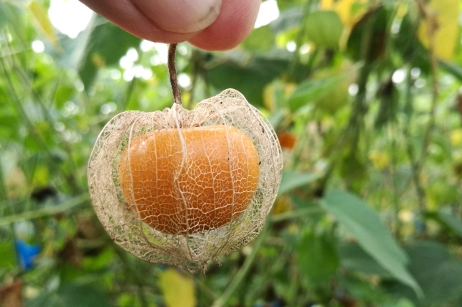 延長燈籠果壽命 延長燈籠果壽命