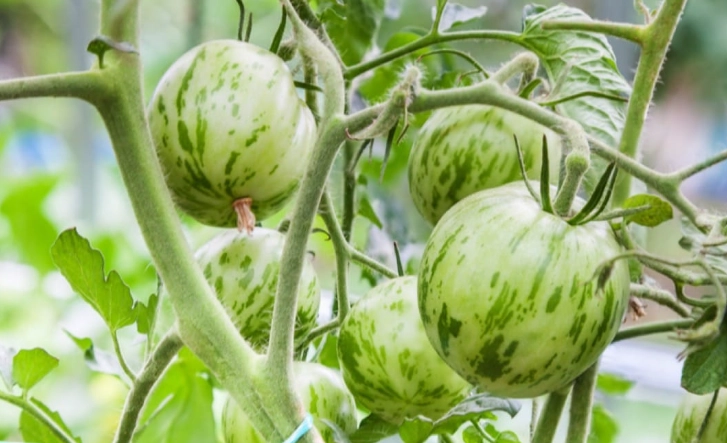 番茄種植步驟 番茄種植步驟