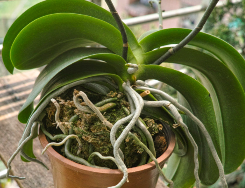 蘭花養護技巧 蘭花養護技巧