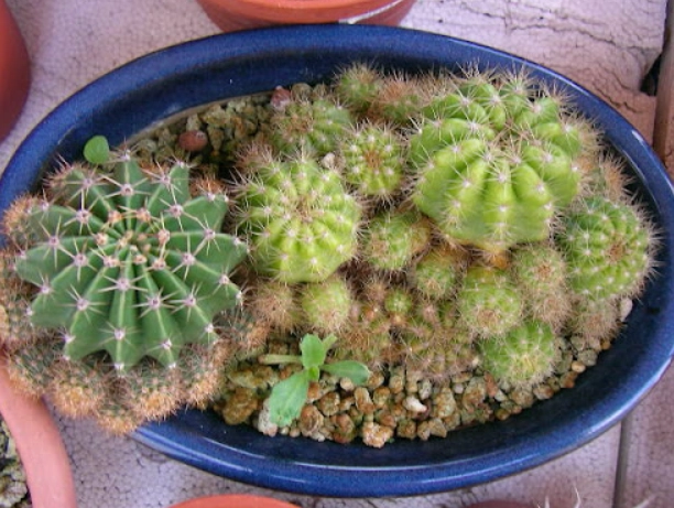 側芽繁殖技巧 側芽繁殖技巧