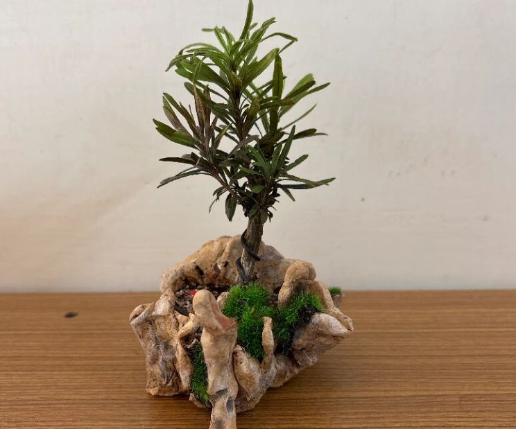 羅漢松何時種 羅漢松何時種