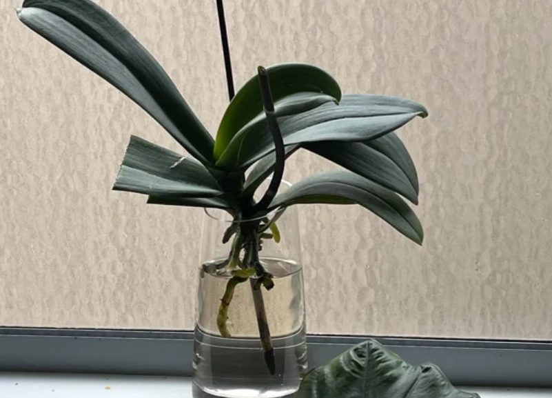 花瓶水位指南 花瓶水位指南