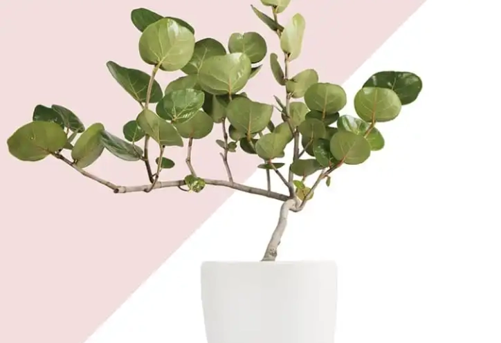 室內盆栽樹木 室內盆栽樹木