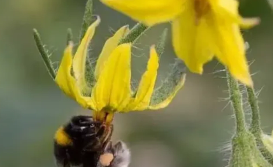 小番茄授粉方法