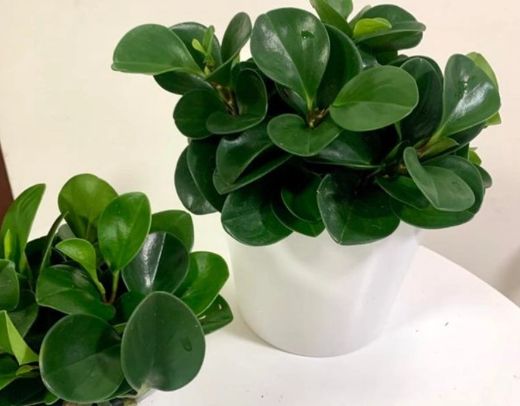 圓葉金錢樹常見問題 圓葉金錢樹常見問題