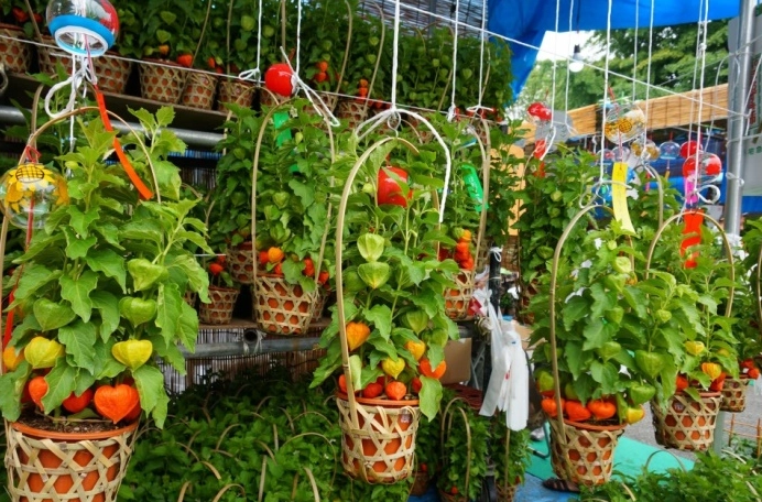 酸漿果栽培技巧