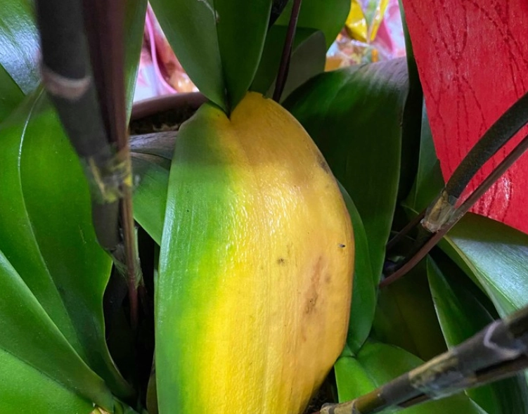 蘭花葉子變黃原因 蘭花葉子變黃原因