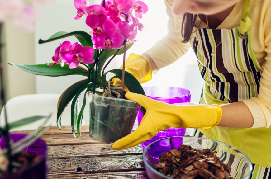 蘭花栽培介質 蘭花栽培介質