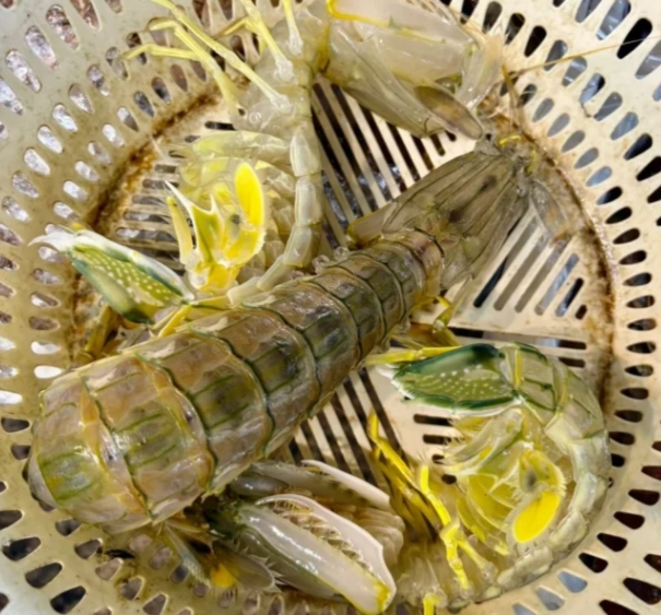 螳螂蝦營養價值 螳螂蝦營養價值