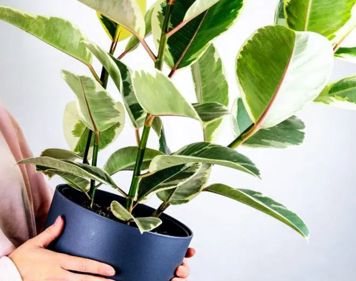 台灣盆栽樹種 台灣盆栽樹種