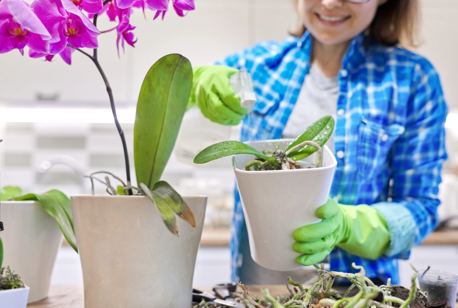 蝴蝶蘭移植時機