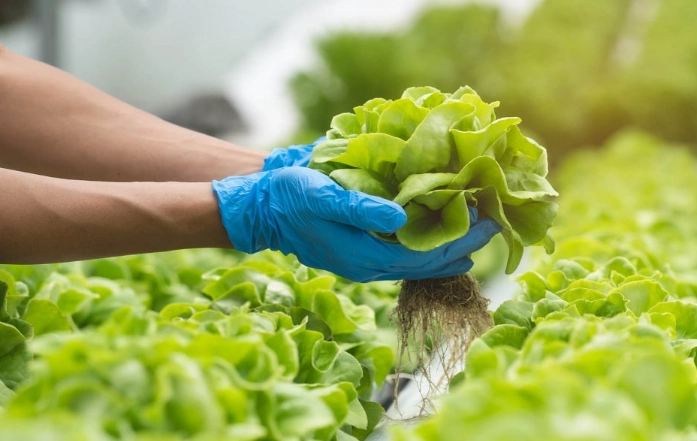 家庭水耕種植 家庭水耕種植