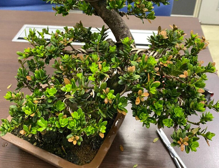 羅漢松種植季節 羅漢松種植季節