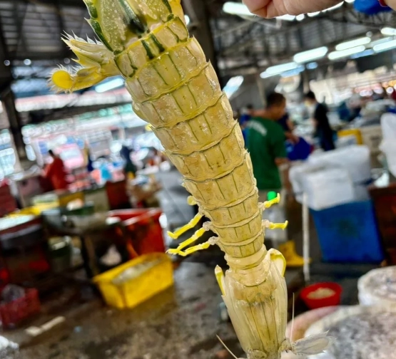 螳螂蝦營養價值 螳螂蝦營養價值