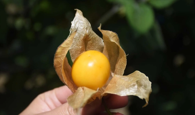 燈籠果栽培時間 燈籠果栽培時間