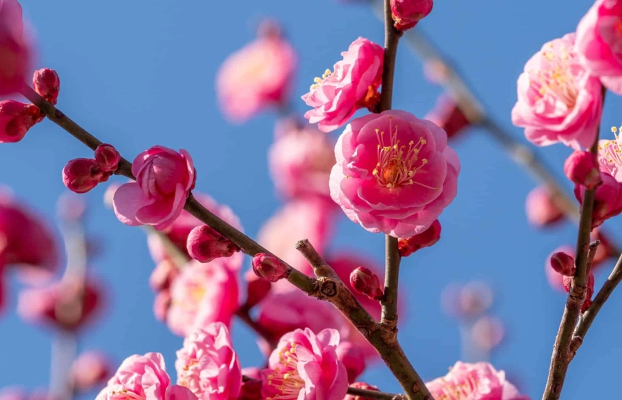 世界國花列表 世界國花列表