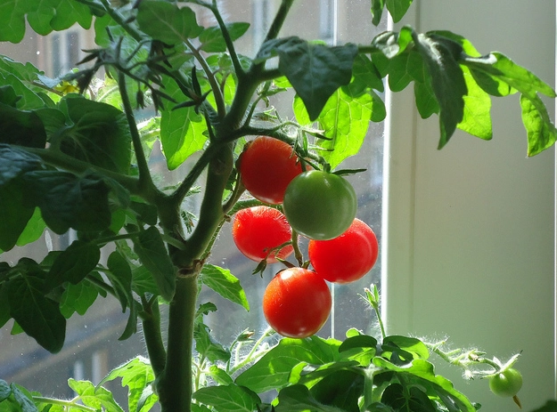 番茄種植步驟 番茄種植步驟