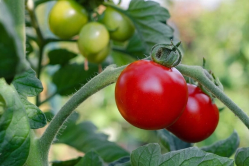 延長番茄壽命 延長番茄壽命