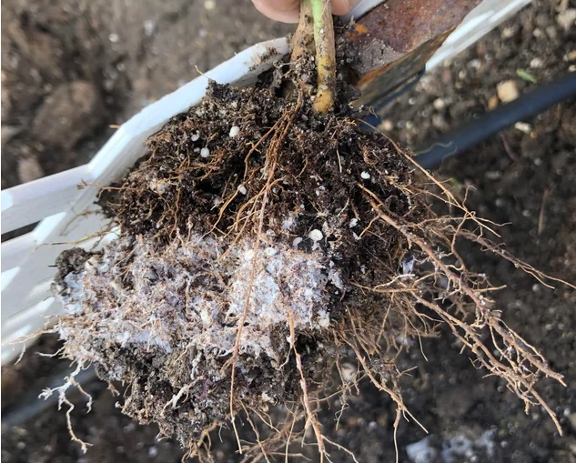 植物根部白色物質 植物根部白色物質