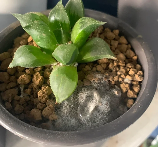 植物發霉處理 植物發霉處理