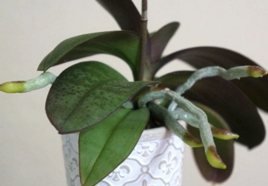 氣根修剪技巧 氣根修剪技巧