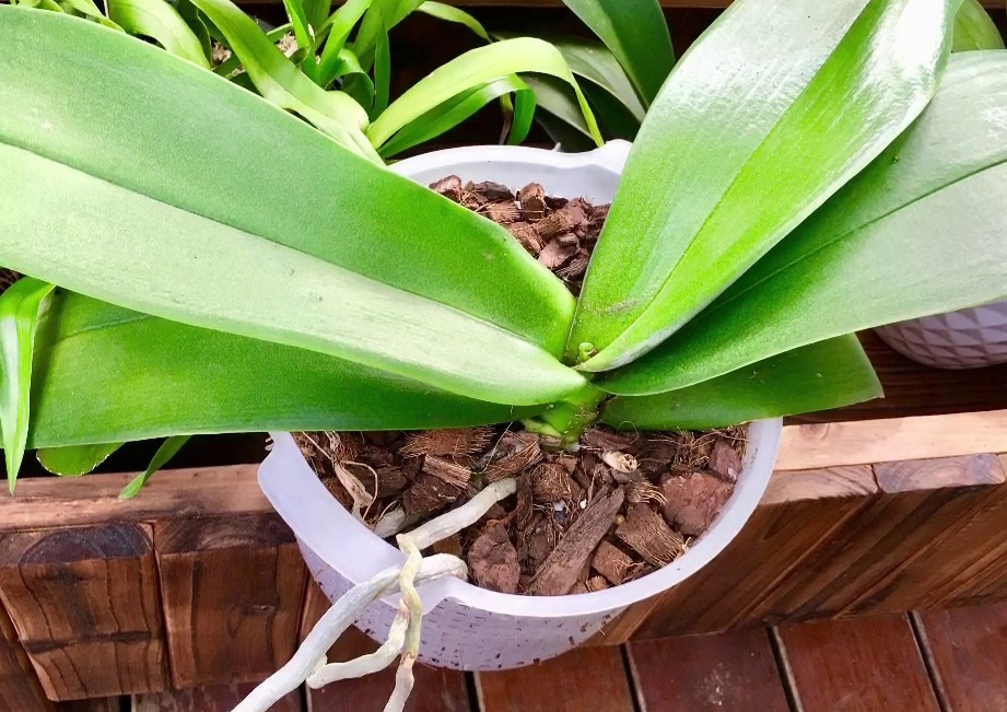 蝴蝶蘭澆水頻率 蝴蝶蘭澆水頻率