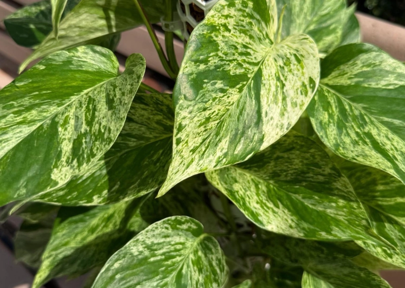 黃金葛毒性 黃金葛毒性